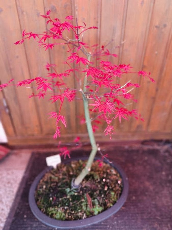 Bonsai Acer Palmatum Deshojo, Tuin en Terras, Bloeit niet, Halfschaduw, Overige soorten, Minder dan 100 cm