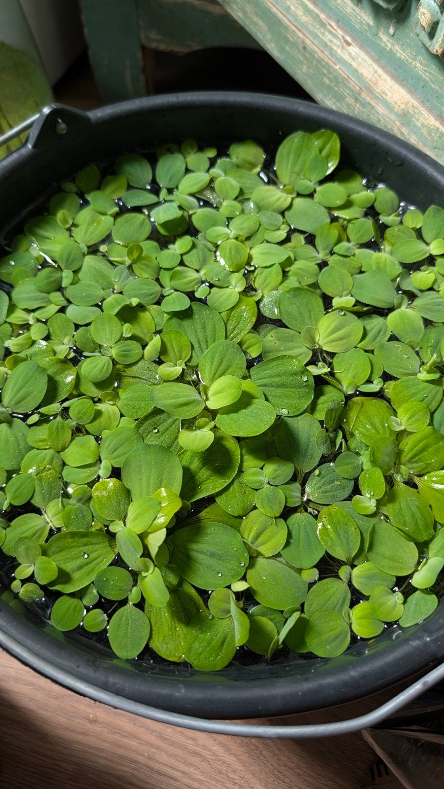 Drijfplanten voor het aquarium, Dieren en Toebehoren, Ophalen, Nieuw, Plant(en), Steen of Hout