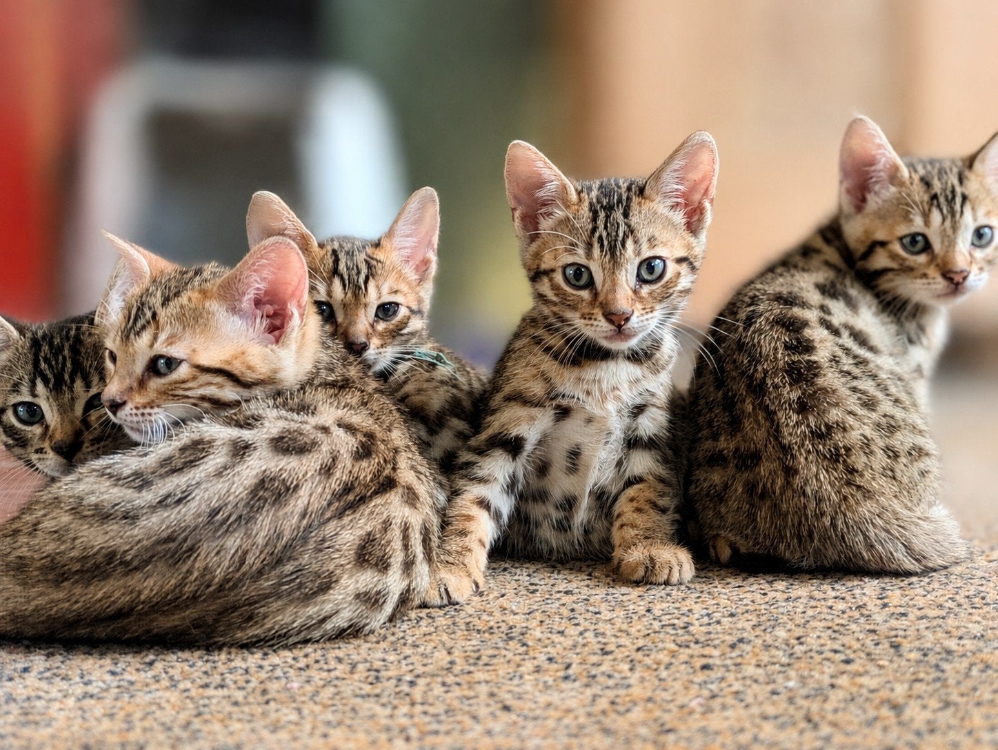 Prachtige Bengaal kittens! UPDATE ->, Dieren en Toebehoren, Katten en Kittens | Raskatten | Korthaar, Meerdere dieren, Gechipt