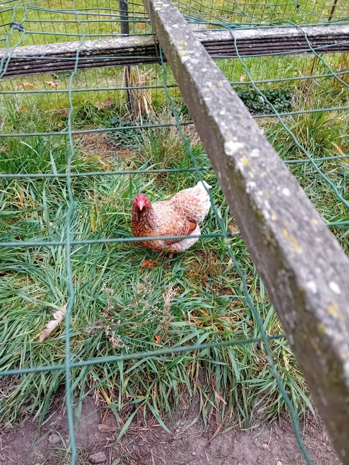 wyandotte krielkippen, Dieren en Toebehoren, Pluimvee, Meerdere dieren, Kip