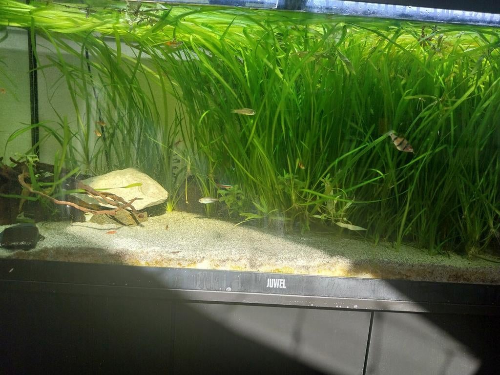 Aquarium inhoud, Dieren en Toebehoren, Vissen | Aquariumvissen, Vis, Zoetwatervis, Schoolvis