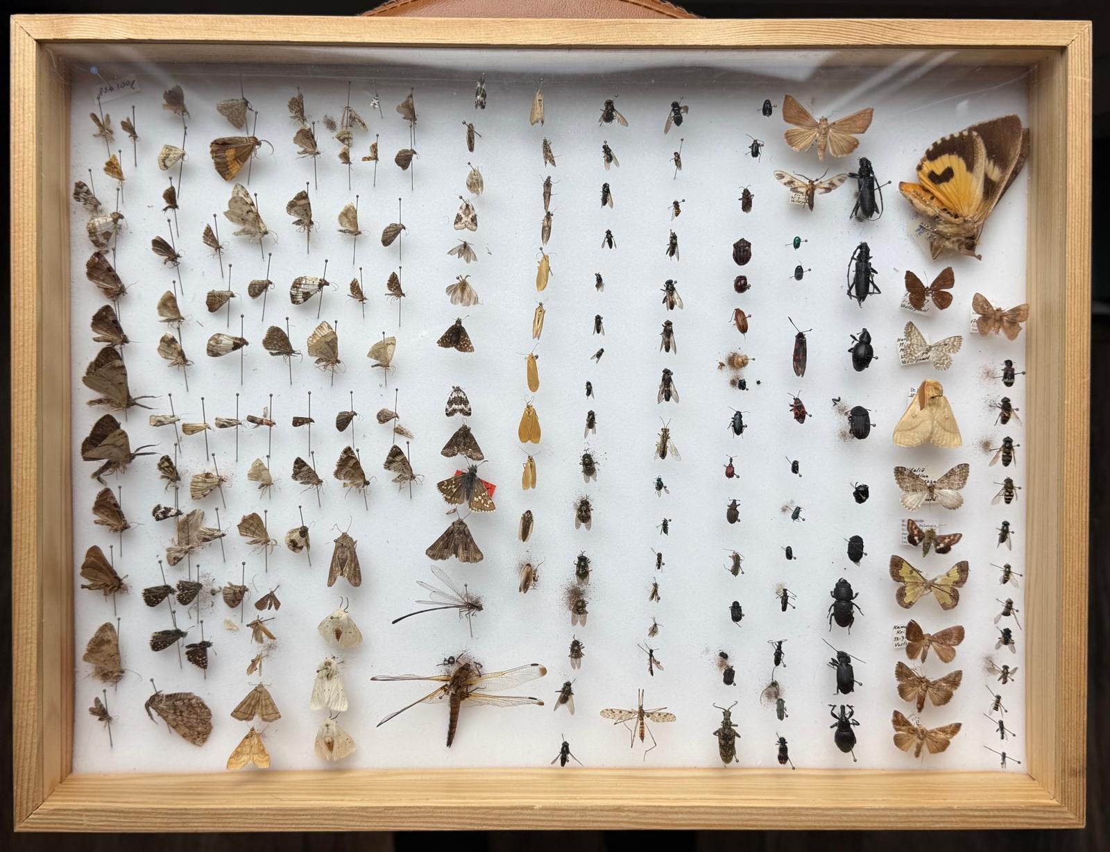 Geprepareerde vlinders/insecten in een insectenbox, Ophalen, Insect, Opgezet dier