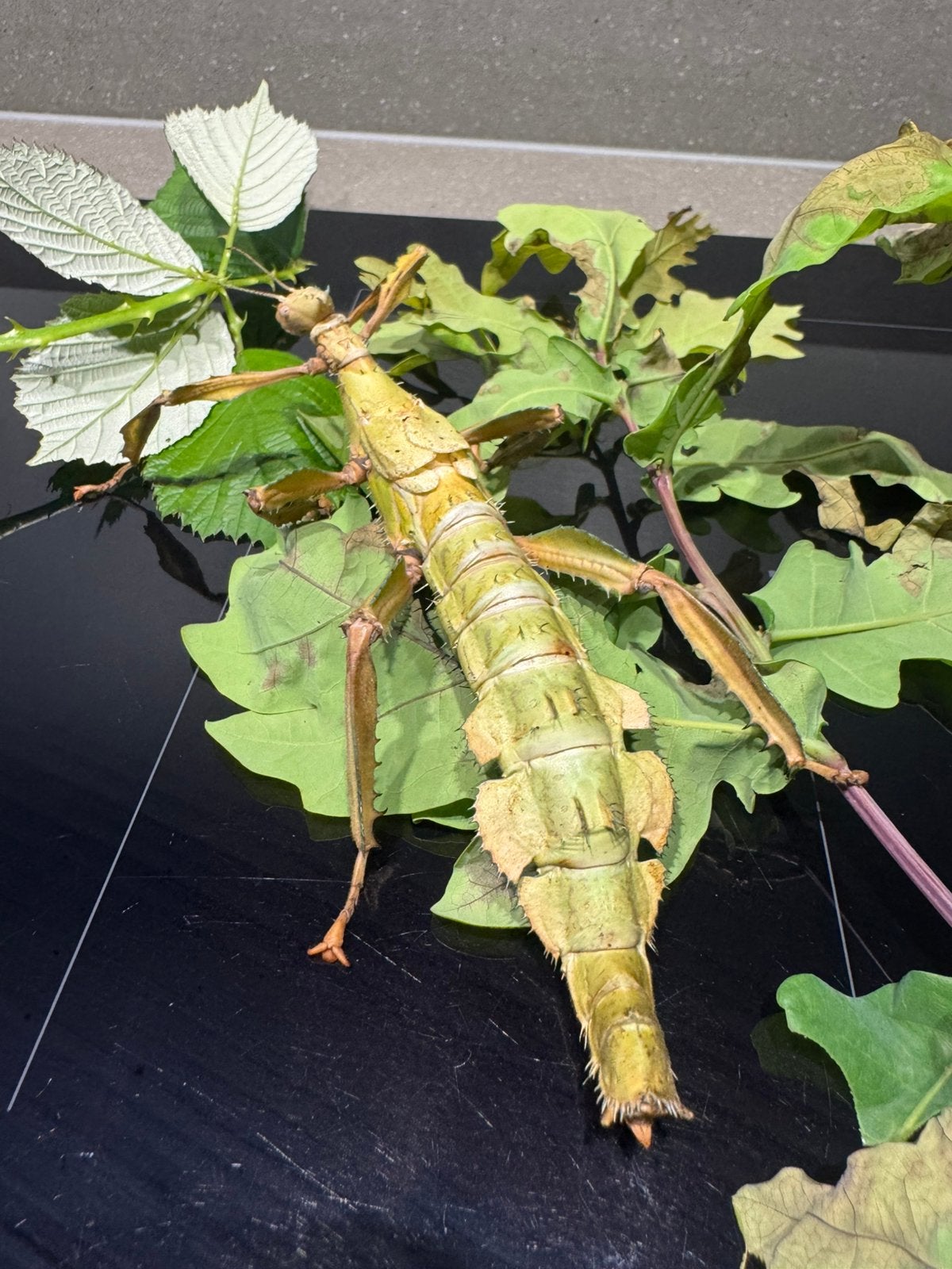 Australische flappentak psg9 - Extatosoma tiaratum, Dieren en Toebehoren, Wandelende tak
