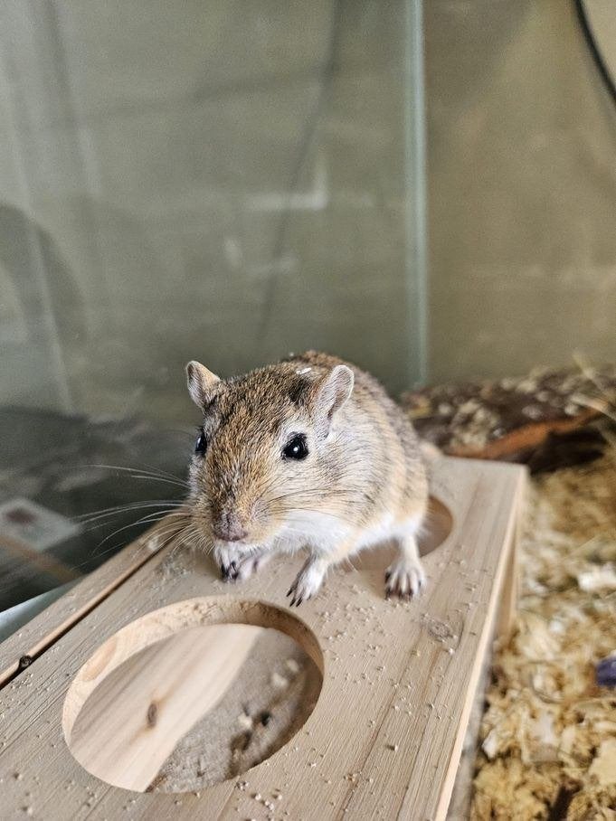 Jaspis zoekt een huisje! (Gerbil), Dieren en Toebehoren, Juni, Mannelijk, Overige typen