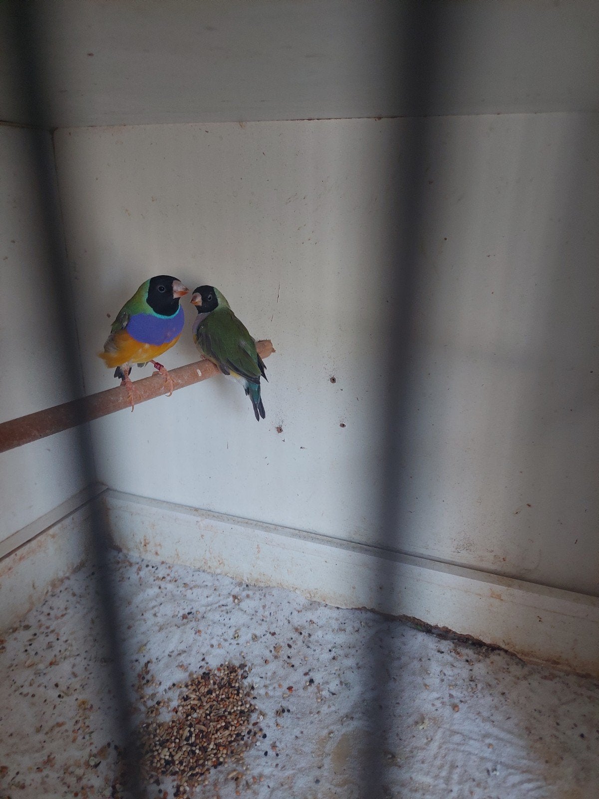 een    mooi   koppel    goulds    amadines, Dieren en Toebehoren, Meerdere dieren