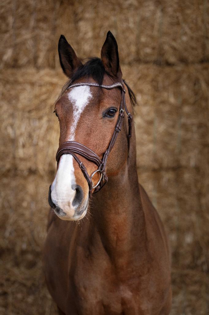 NORTON PRO hoofdstel Bruin-wit stiksel Pony Cob Full, Dieren en Toebehoren, Paarden en Pony's | Hoofdstellen en Tuigage, Fr, Dressuur