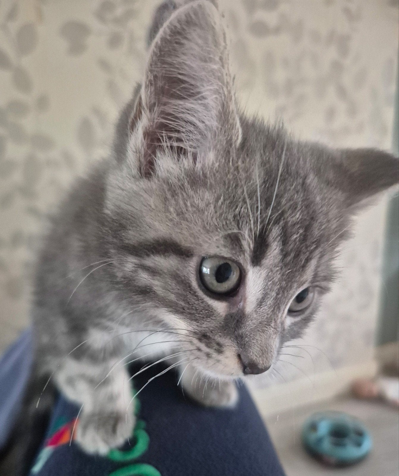 Maine coon Kittens zoeken warm nest mogen direct mee, Meerdere dieren, Ontwormd