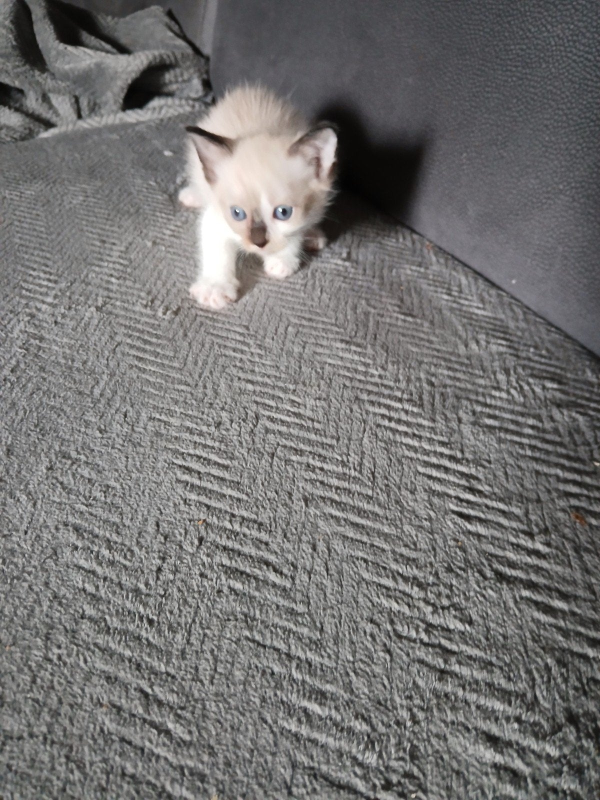 siamees kittens, Dieren en Toebehoren, Meerdere dieren, Ontwormd