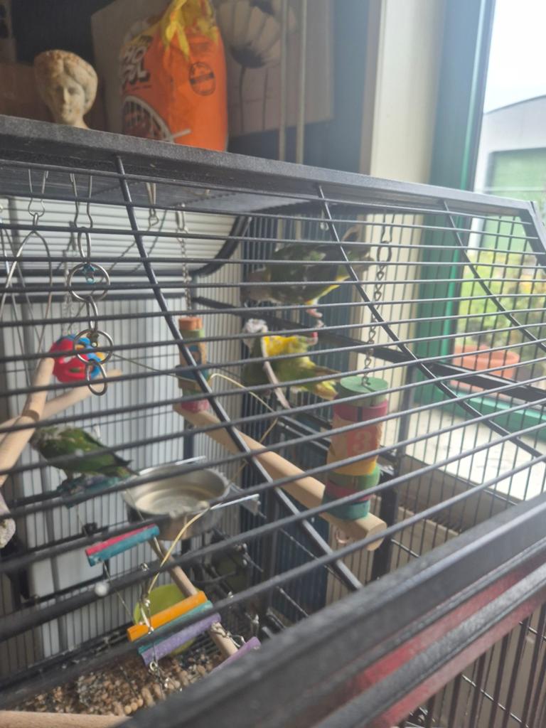 Bonteboeren 3 stuks, Dieren en Toebehoren, Meerdere dieren, Parkiet