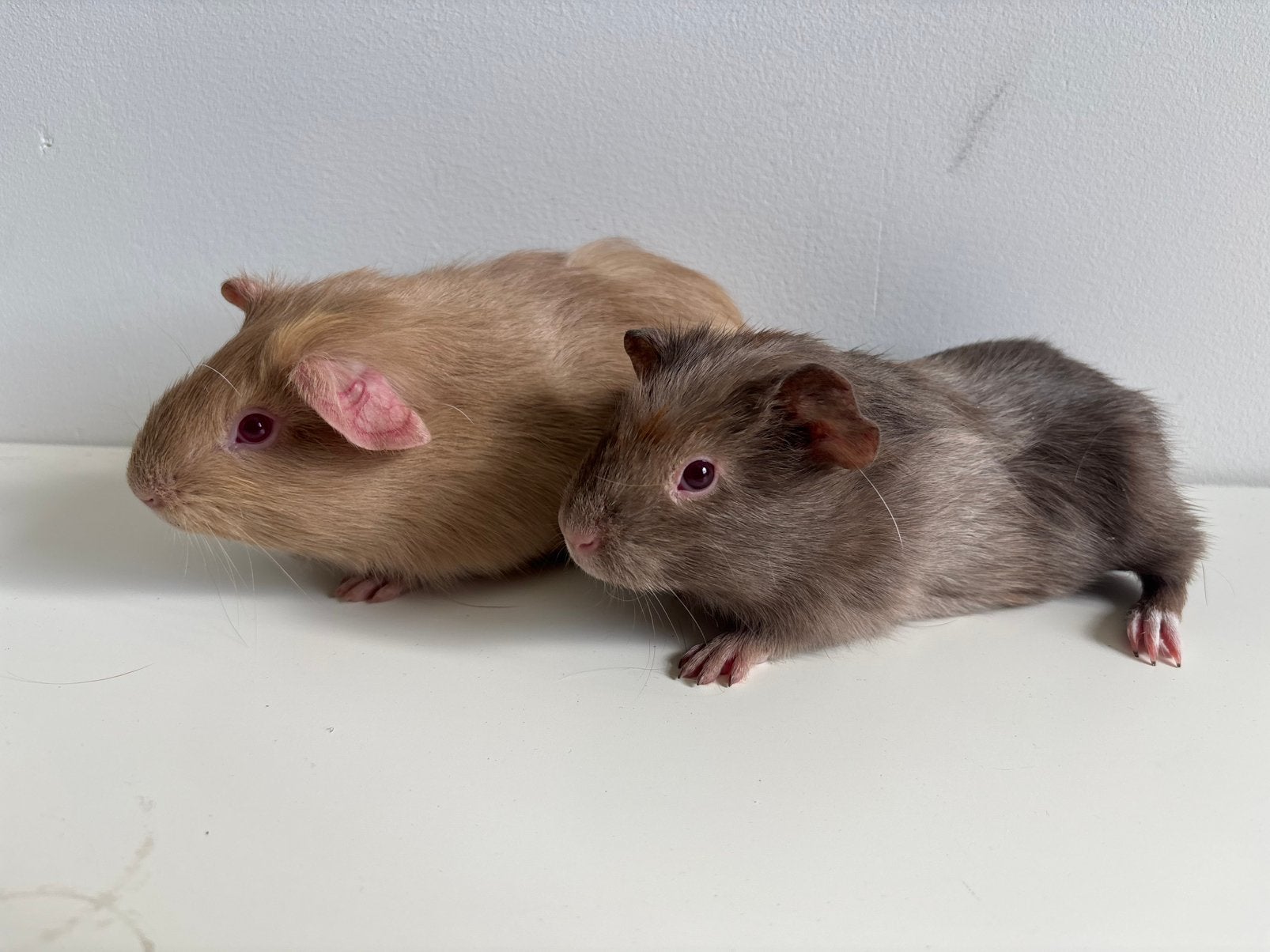 Twee cavia beren (2 maanden), Mannelijk, Tam, Maart, Cavia