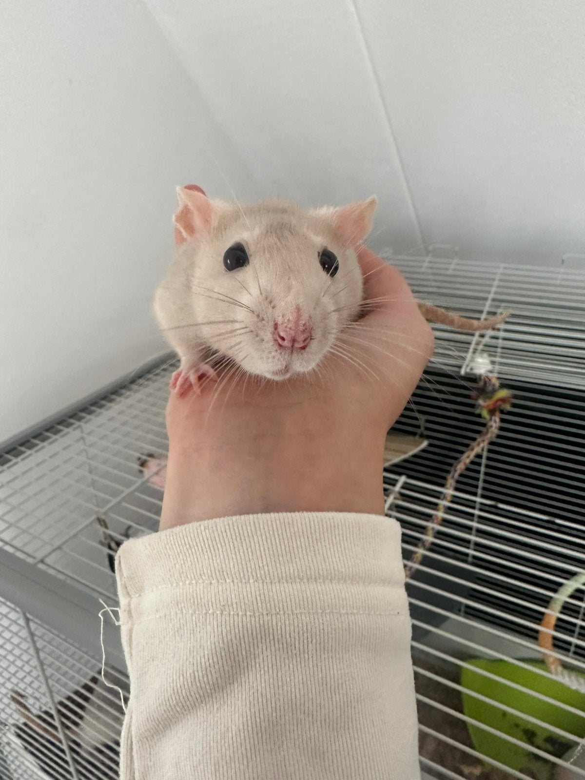 Twee lieve Tamme vrouwtjes ratten, Dieren en Toebehoren, Knaagdieren, Vrouwelijk, Rat, Oktober, Tam