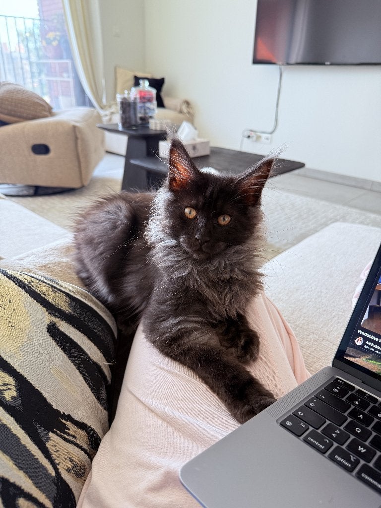 Lieve Maine Coon kater Shero zoekt een liefdevol thuis, Dieren en Toebehoren, Poes, Met stamboom, 0 tot 2 jaar