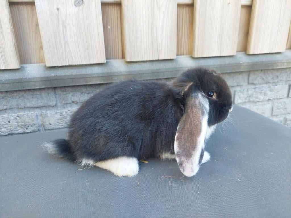 Super lieve jonge franse hangoor konijnen te koop, Dieren en Toebehoren, Konijnen, Vrouwelijk, Groot, Hangoor