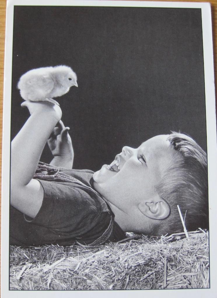 jongen met kuiken op hand - nieuwe ansichtkaart, Verzenden, 1980 tot heden, Ongelopen, Kinderen