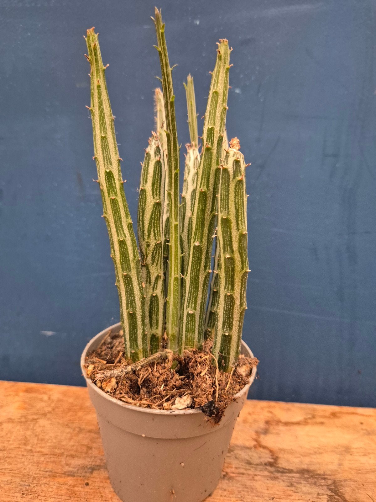 Senecio Stapeliformis p6,5 (1), Huis en Inrichting, Ophalen of Verzenden, Halfschaduw, Minder dan 100 cm