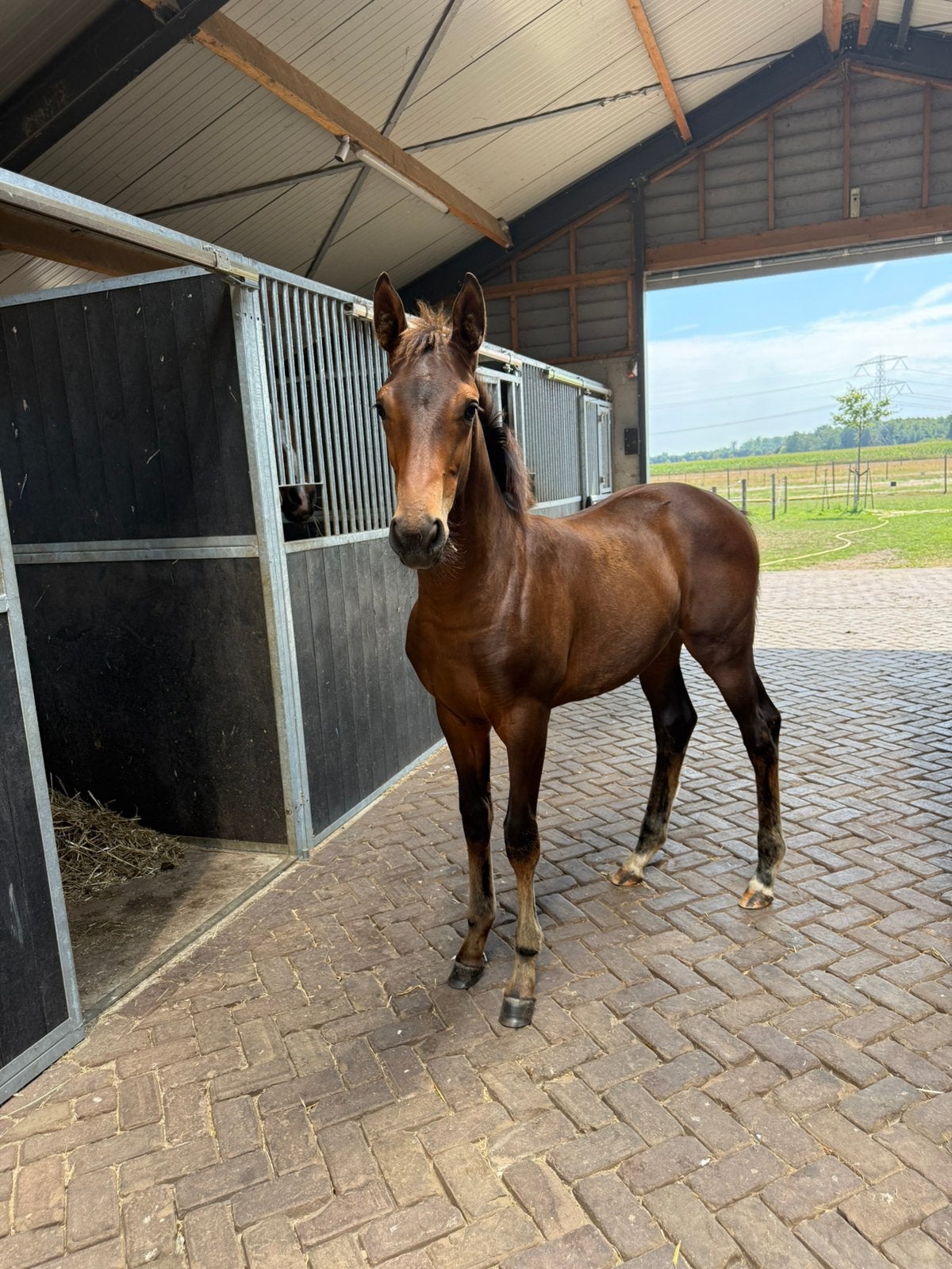 KWPN merrieveulen, Dieren en Toebehoren, Merrie, Dressuurpaard