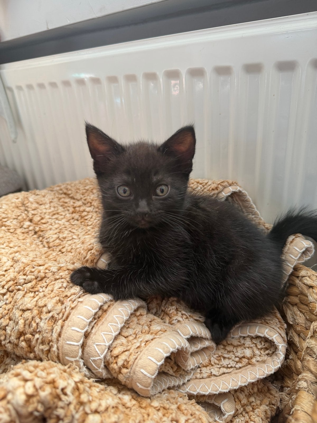 2 lieve kittens te koop (vrouwtjes), Dieren en Toebehoren, Poes, Kortharig, 0 tot 2 jaar