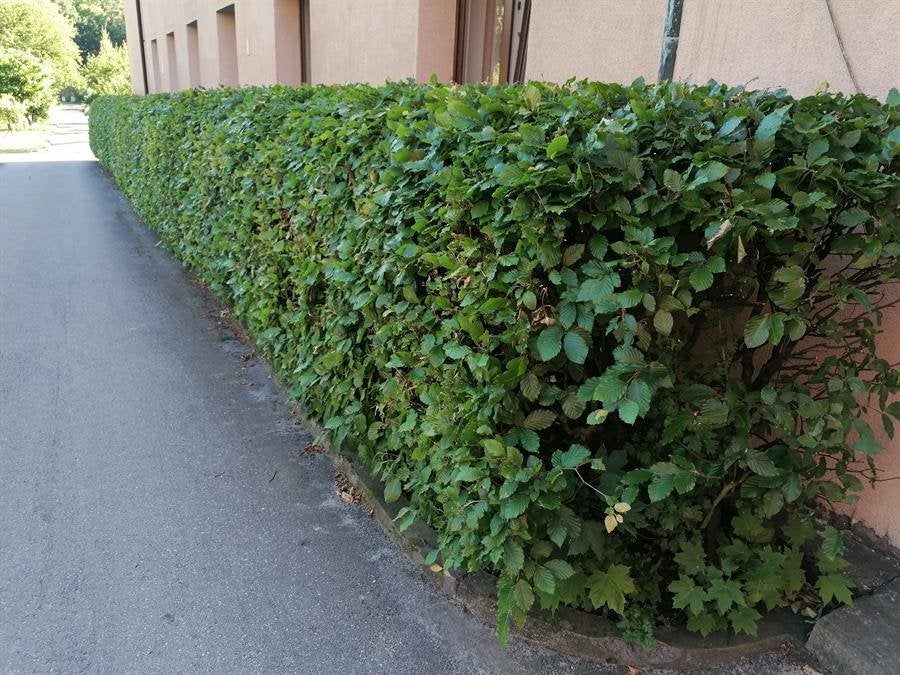 Beukenhaag, haagbeuk aan huis geleverd vanaf €1,42, 33 - 40 uur, Overige niveaus, Overige vormen