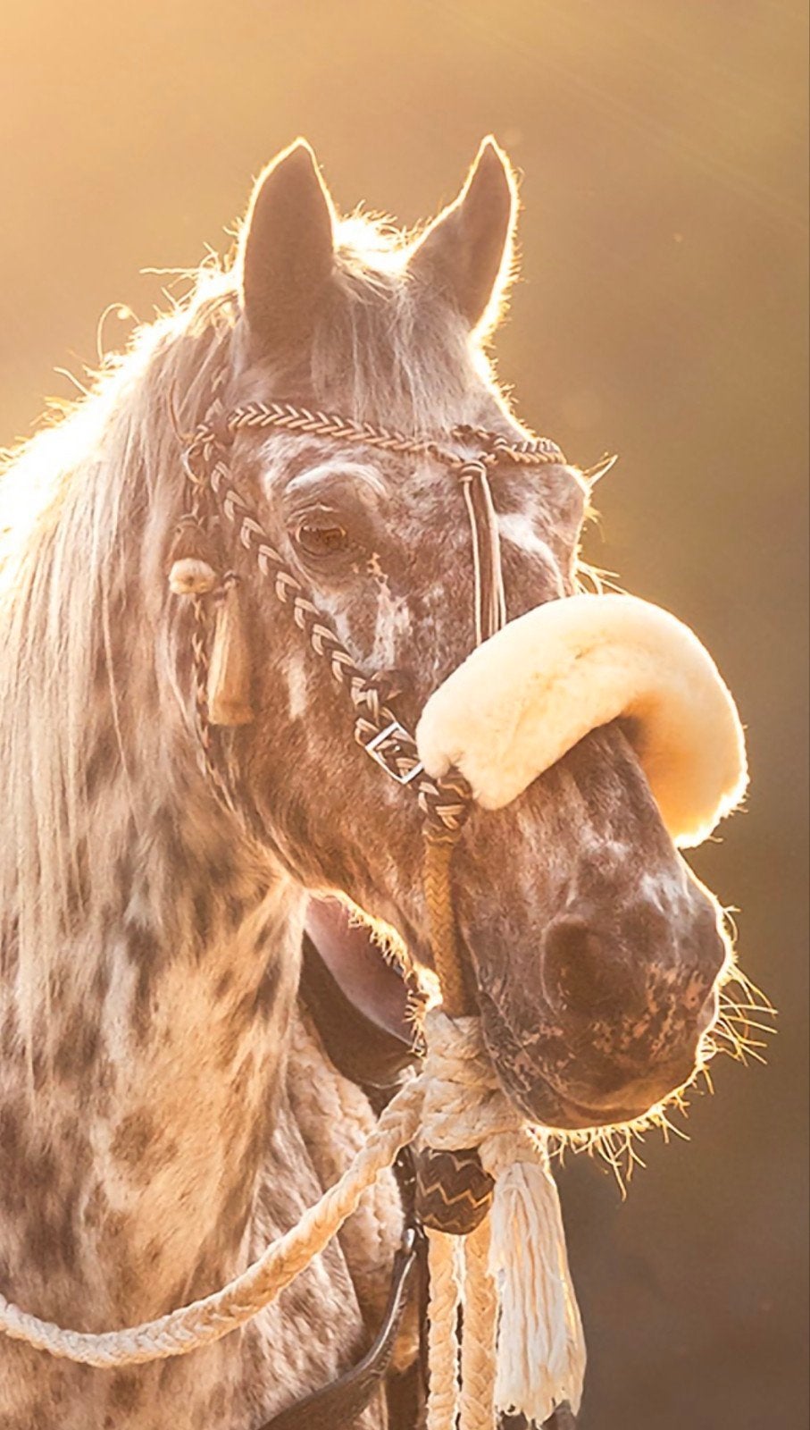 western hoofdstel COB/FULL , voor bit EN bitloos, Dieren en Toebehoren, Ophalen of Verzenden