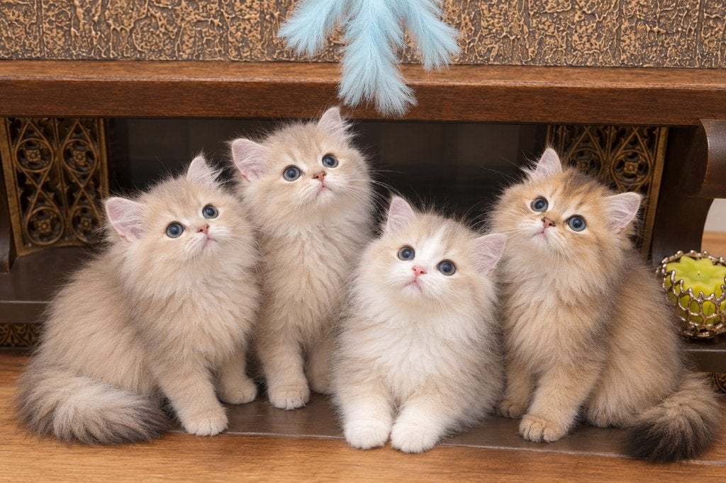 De mooiste en liefste Britse Langhaar kittens met stamboom, Dieren en Toebehoren, Meerdere dieren, Met stamboom, 0 tot 2 jaar
