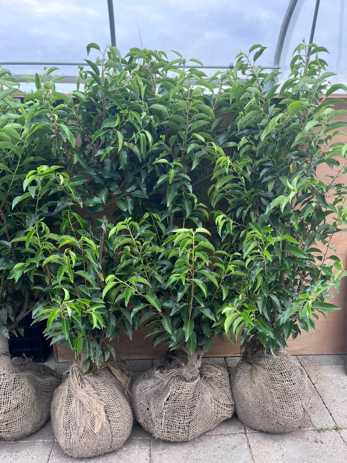 Portugese laurier 100 cm / zware kwaliteit, Tuin en Terras, Planten | Struiken en Hagen, Ophalen of Verzenden, Laurier, 100 tot 250 cm