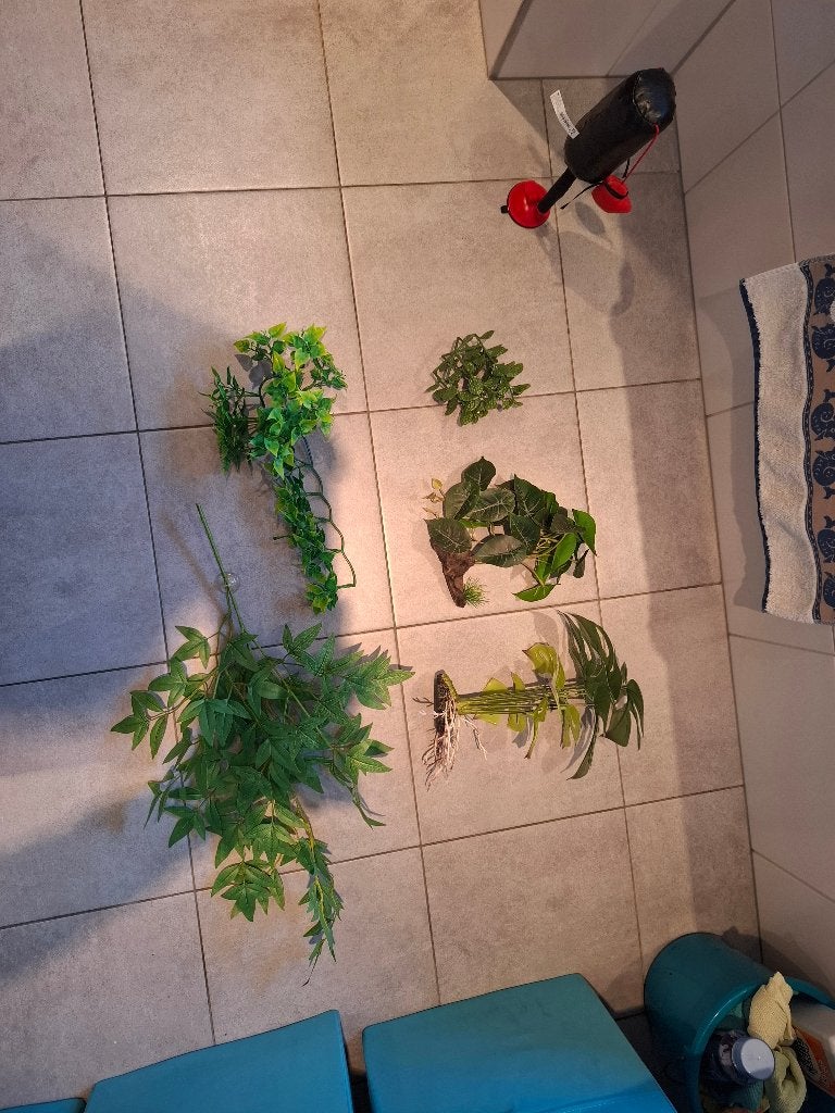 Nep planten, Dieren en Toebehoren, Overige soorten, 0 tot 2 jaar