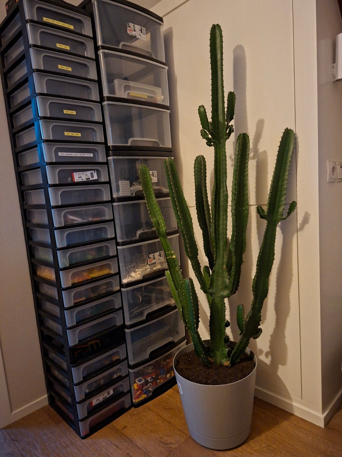 Mooie, grote cactus, Ophalen, Cactus, Volle zon, 100 tot 150 cm