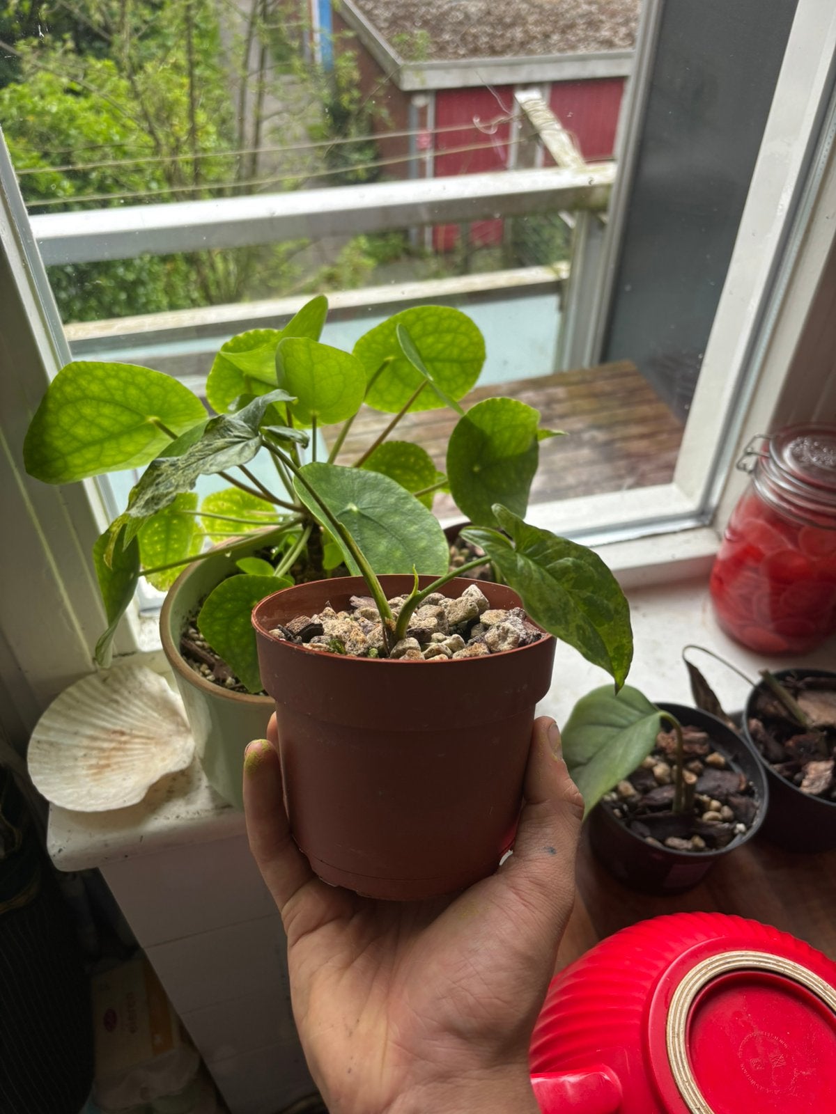 Syngonium Mottled Mojito #2, Huis en Inrichting, Kamerplanten, Ophalen, In pot, Minder dan 100 cm, Volle zon
