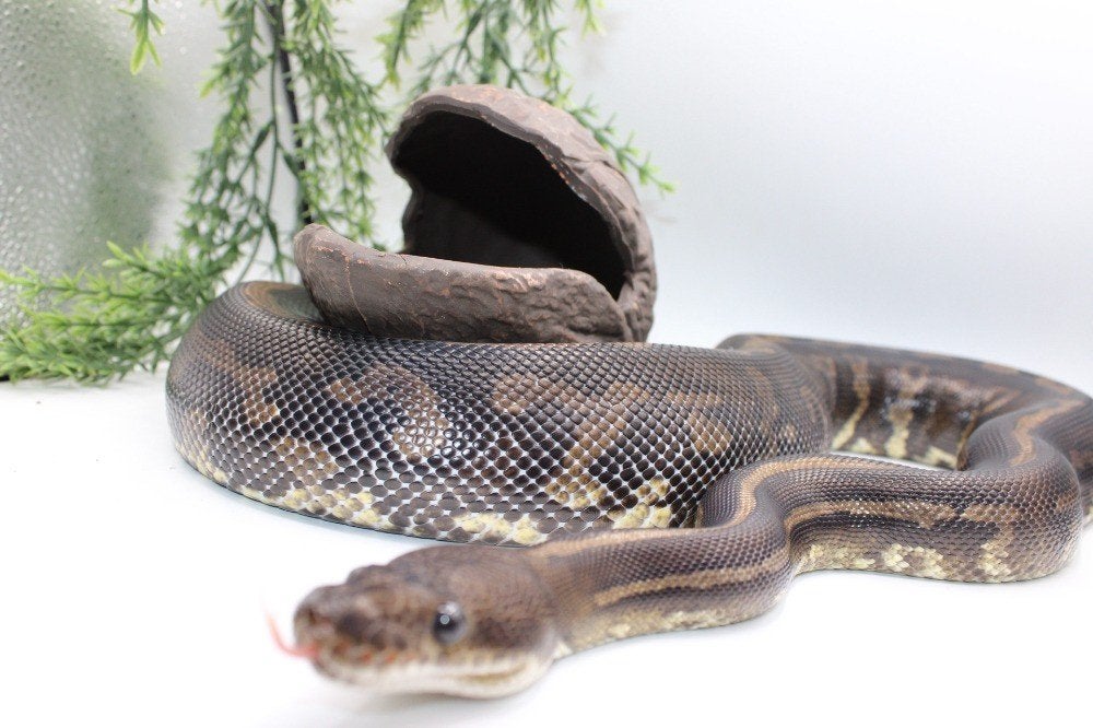 Ball Python/ Regius Python/Confusion cinnamon yb pos special Ball Python - unknown for sale from MysticEliteMorphsNL