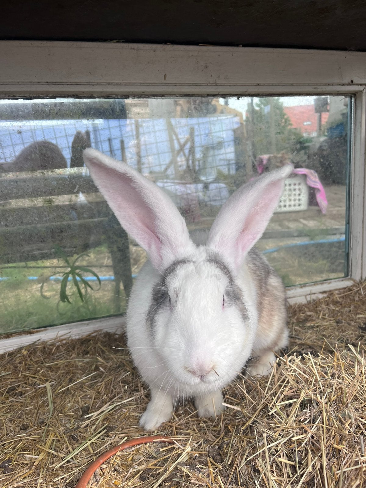 Vlaamse reus te koop, Dieren en Toebehoren, Konijnen, Vrouwelijk, Groot, 0 tot 2 jaar