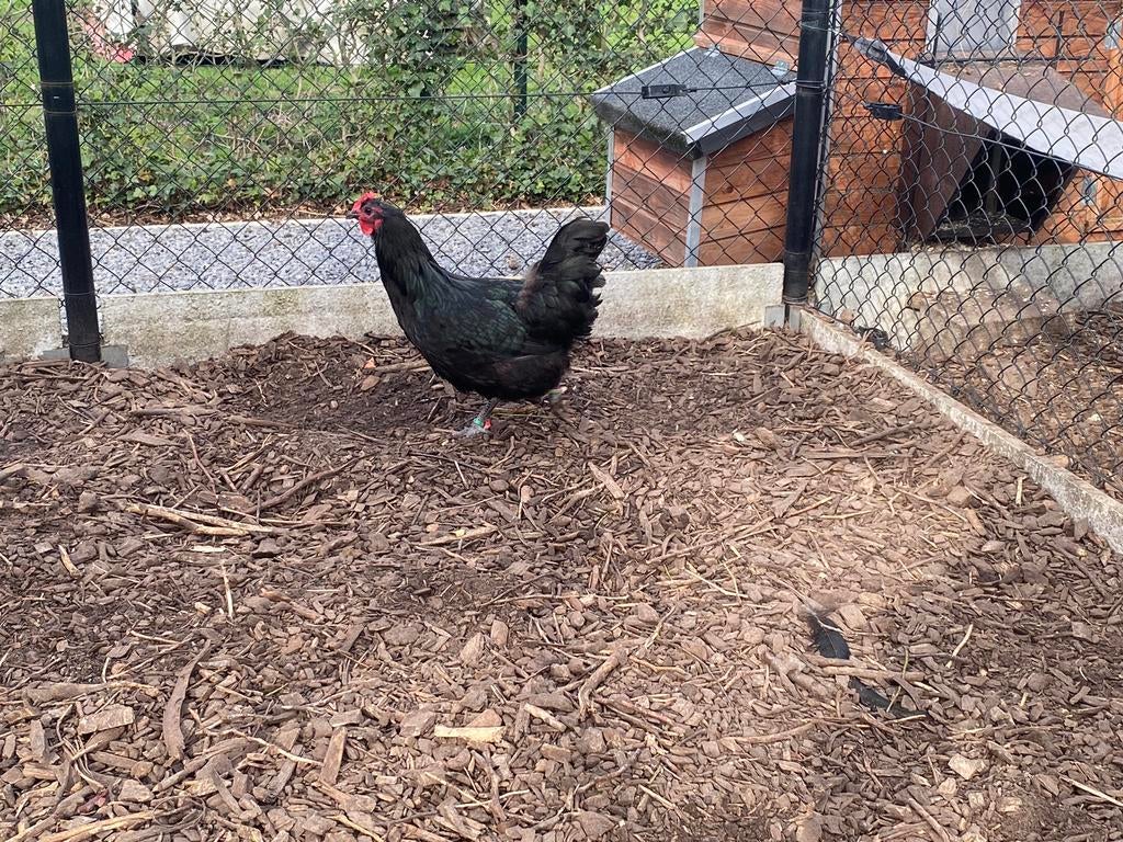 2 Zwarte australorp hennen, Dieren en Toebehoren, Pluimvee, Meerdere dieren, Kip