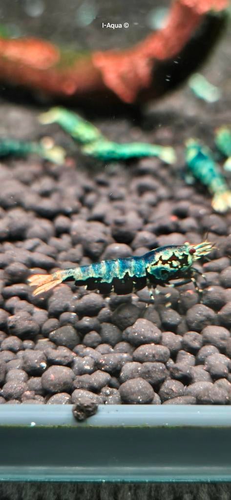High grade metallic Boa garnalen  bezorging  aquarium, Kreeft, Krab of Garnaal