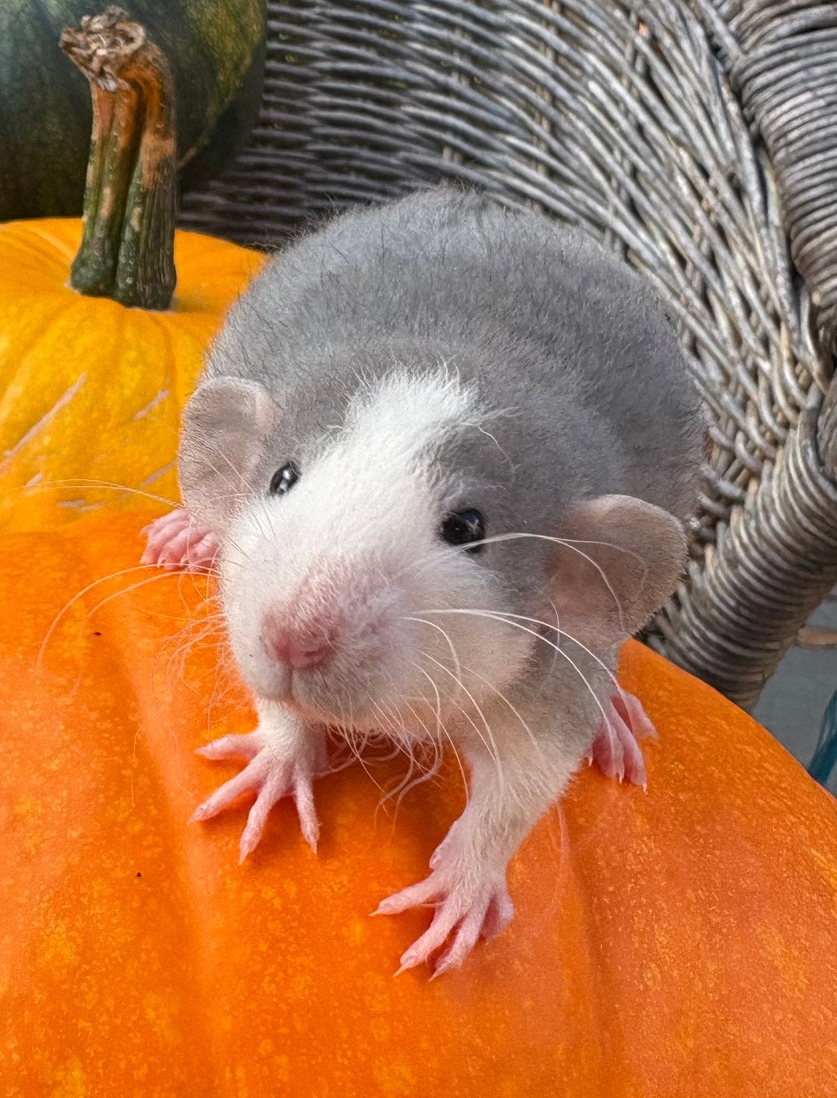 Leuke , lieve tamme rittens, Dieren en Toebehoren, September, Meerdere dieren, Rat
