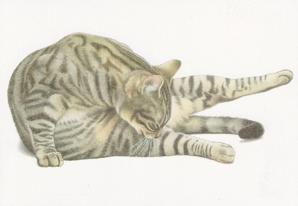 Kat is getekend door Francien 372, Ophalen of Verzenden, 1980 tot heden, Ongelopen, Hond of Kat
