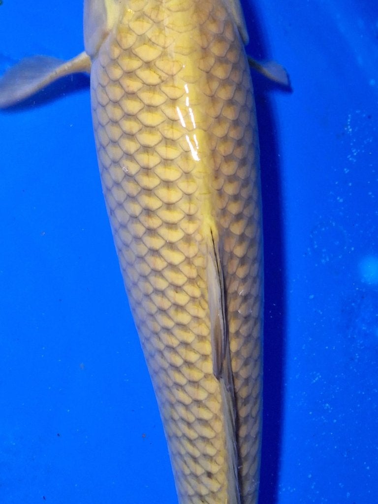Hele mooie set van 16 Japanse koi karpers ( zie foto's ), Dieren en Toebehoren, Karper of Koi