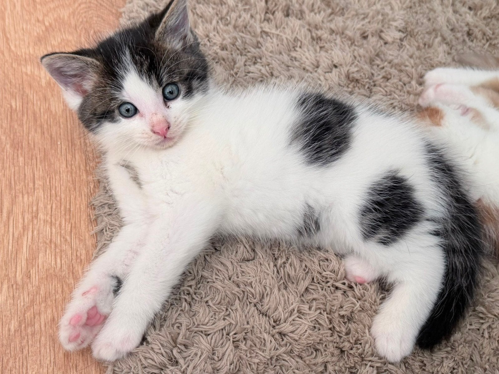 kitten te adopteren utrecht, Meerdere dieren, Kortharig, 0 tot 2 jaar