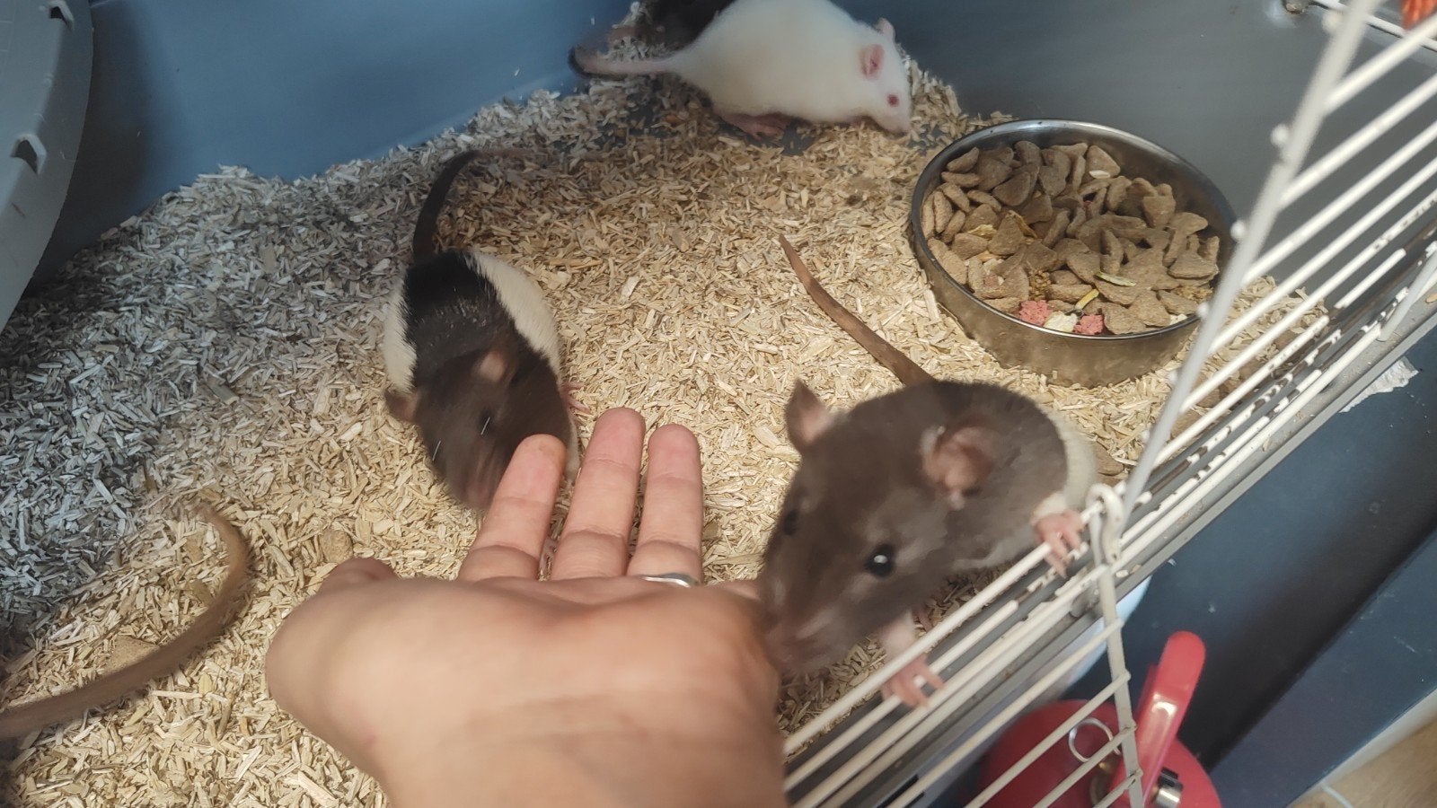 Lieve tamme ratjes meisjes, Dieren en Toebehoren, Knaagdieren, Rat, Vrouwelijk, Mei, Tam