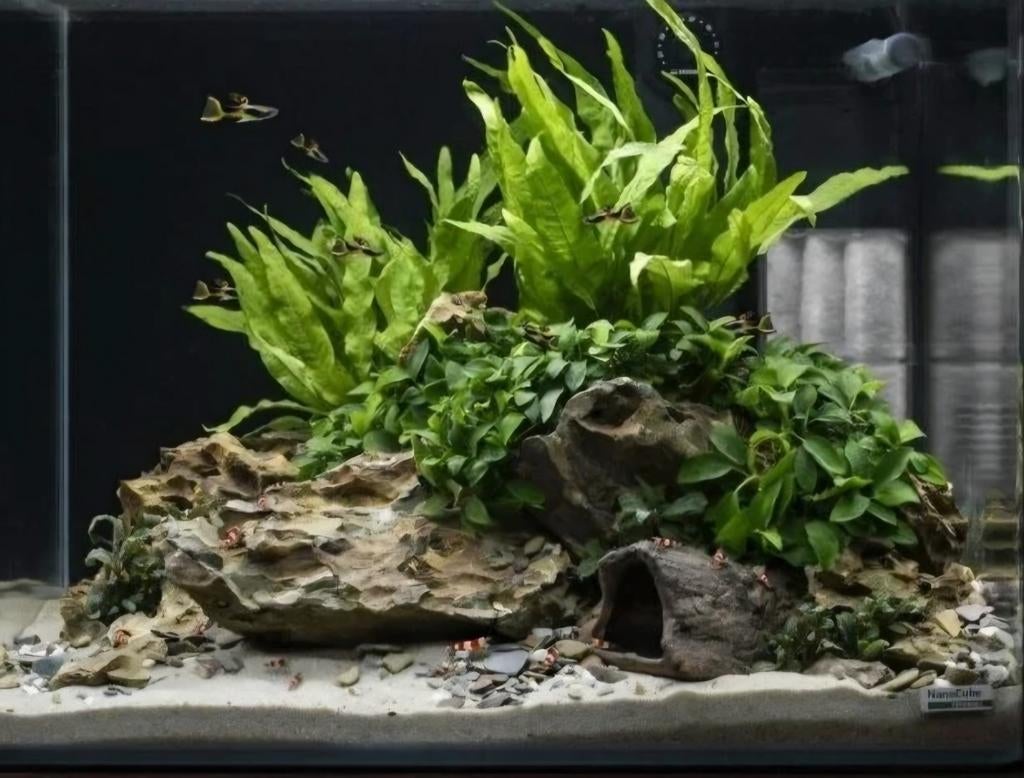 Gezocht aquarium spullen voor bejaardentehuis, Dieren en Toebehoren, Vissen | Aquaria en Toebehoren, Ophalen, Plant(en), Steen of Hout