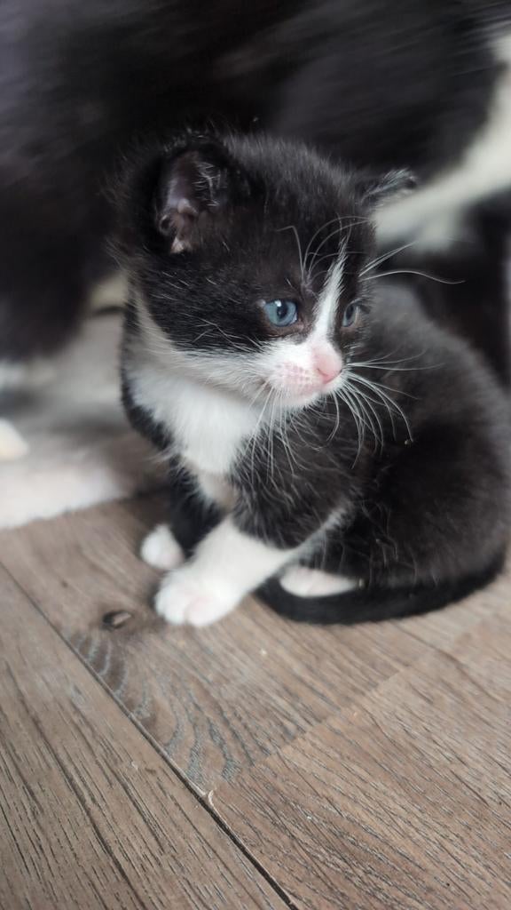 Kitten poesje  als hét. Is heeft ze een huisje, Dieren en Toebehoren, Katten en Kittens | Overige Katten, Poes, Kortharig, 0 tot 2 jaar