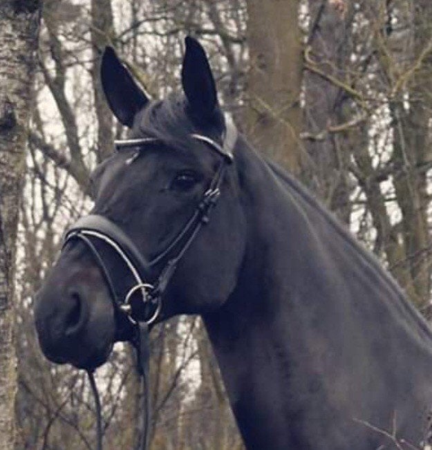 Drachtige Voorlopig keur/NMK/PROK  merrie, Merrie, Met stamboom, Niet van toepassing, Dressuurpaard