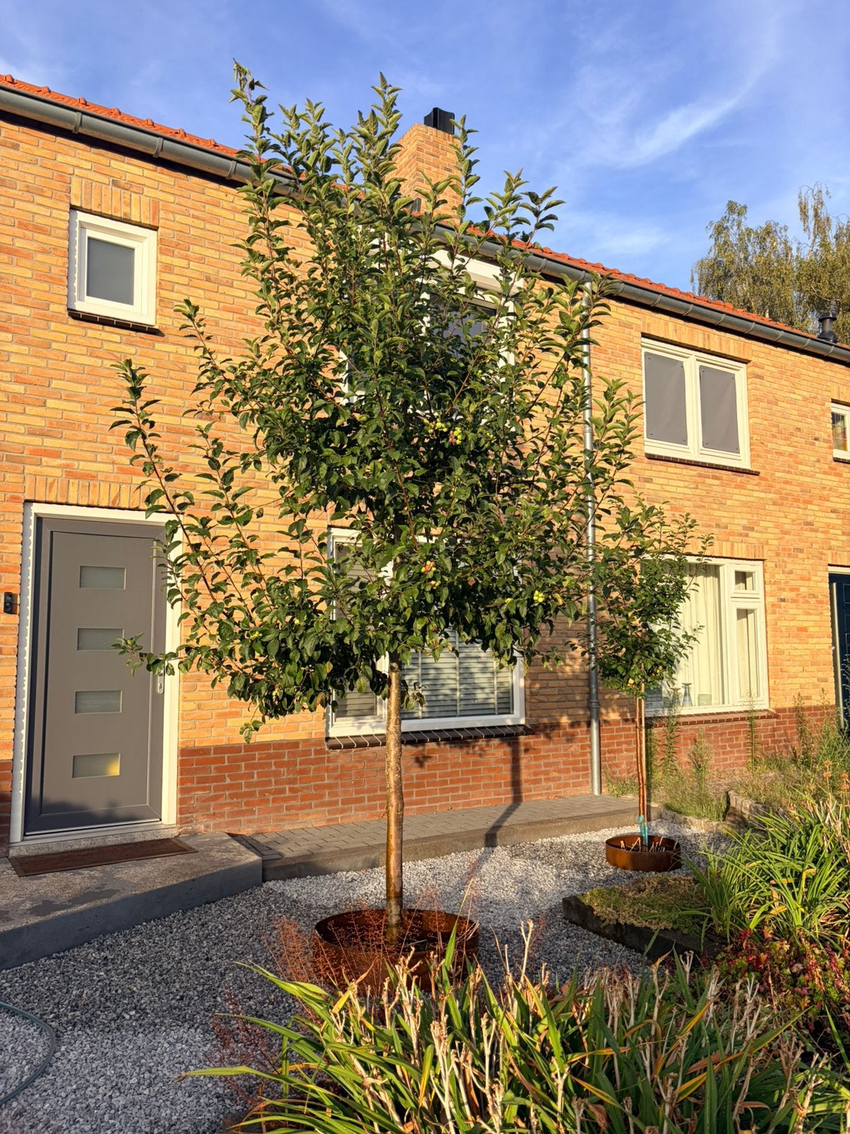 Malus ‘red sentinal’ sierappel, Ophalen, Lente, Volle zon, Overige soorten