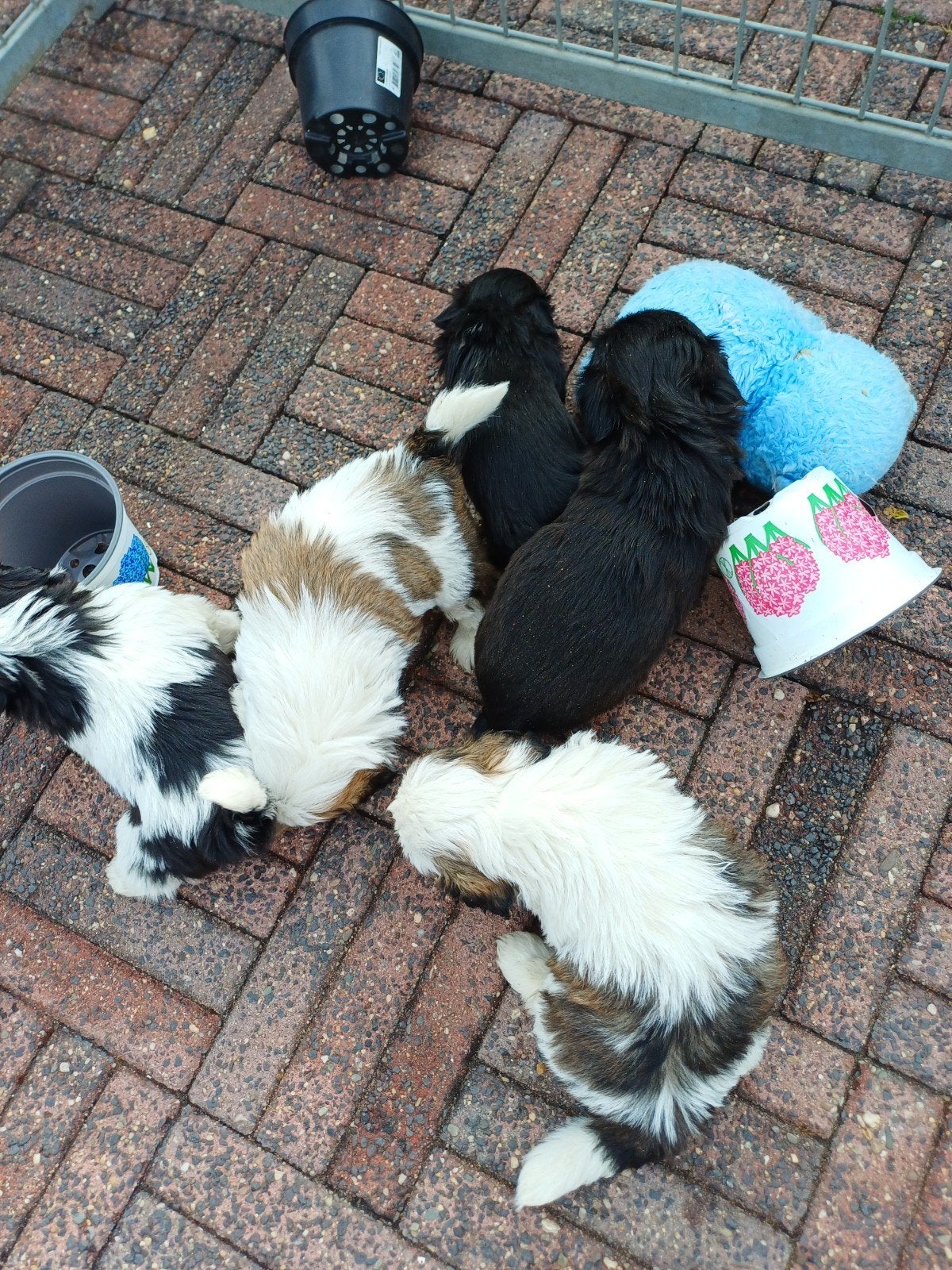 leuke lieve raszuiver shih- tzu pups, Overige rassen, Meerdere, Meerdere dieren, Nederland