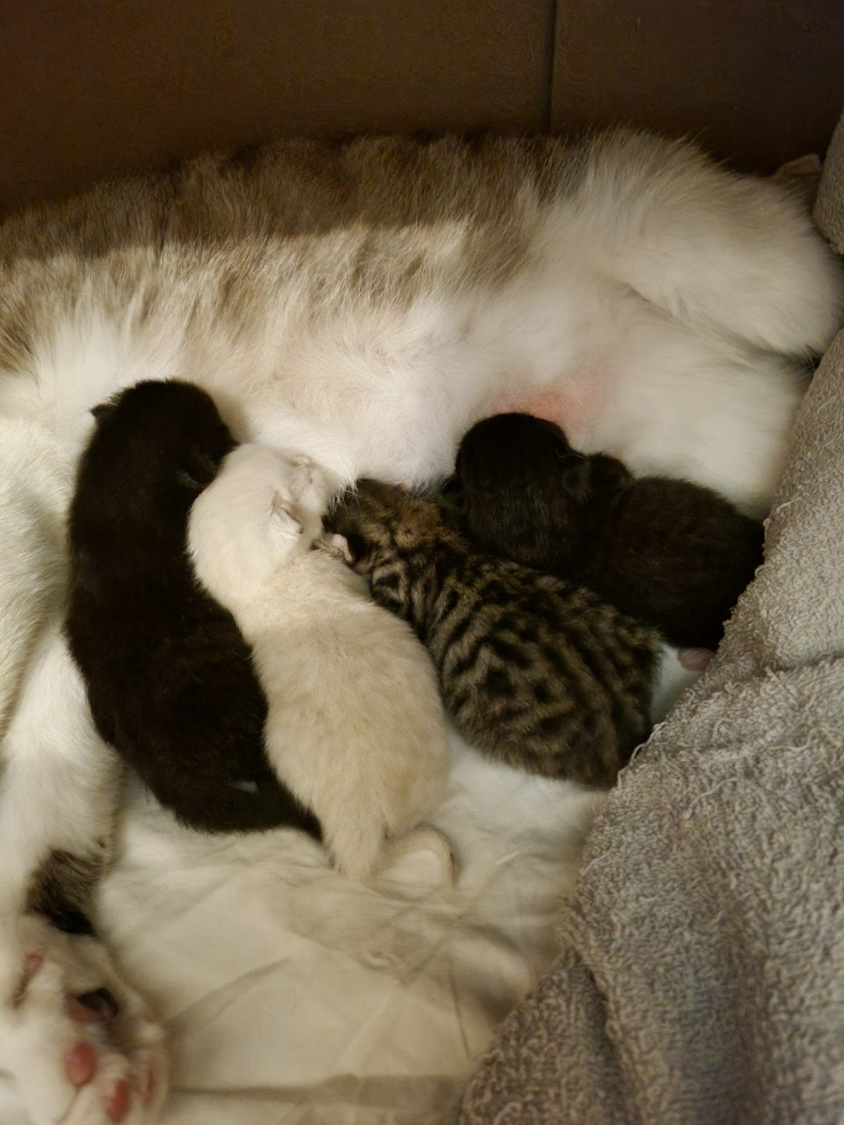 Britse korthaar (Vader) & Turkse Van (Moeder) lees de tekst, Dieren en Toebehoren, Geslacht onbekend, Ontwormd, 0 tot 2 jaar