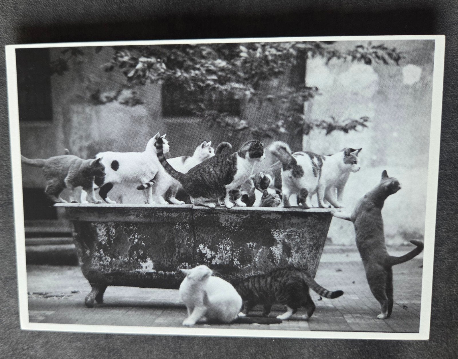 Katten in Badkuip - Albrecht Schnabel 1993, Verzenden, 1980 tot heden, Ongelopen, Hond of Kat