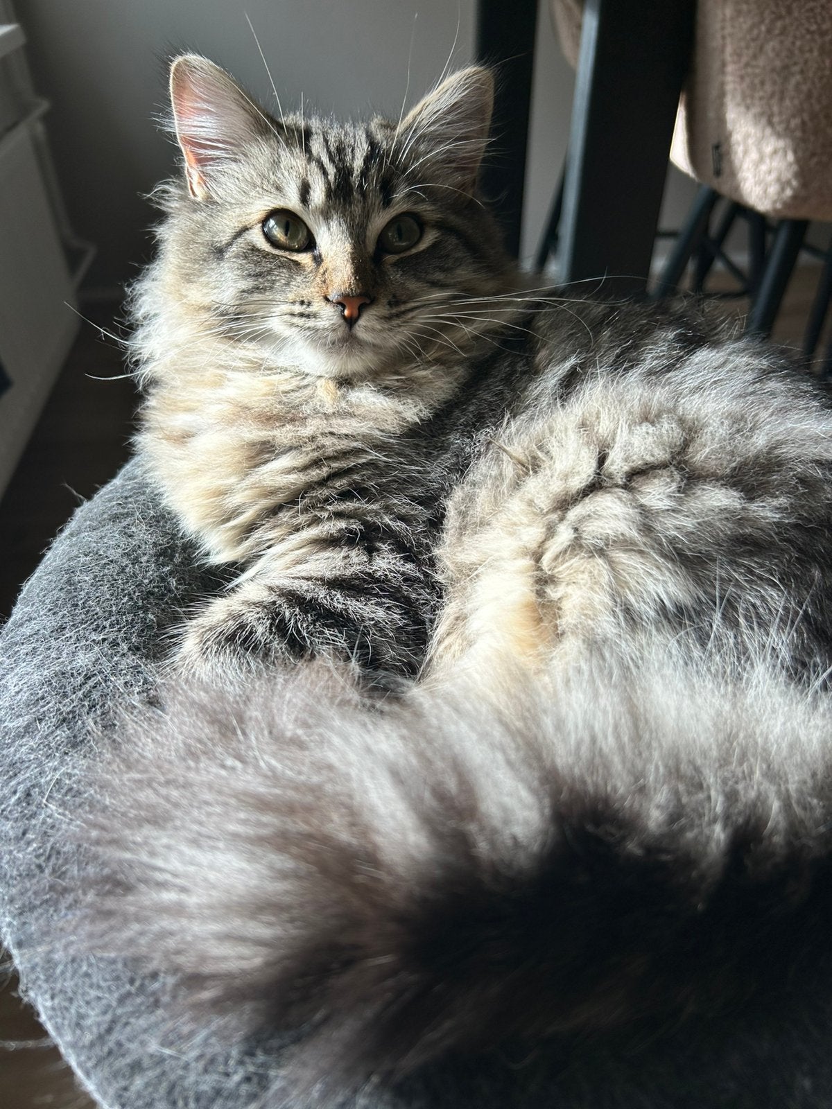 Ragdoll katertjes 5 maand zoeken eigen forever home 🩵🩵, Kater, Ontwormd, 0 tot 2 jaar