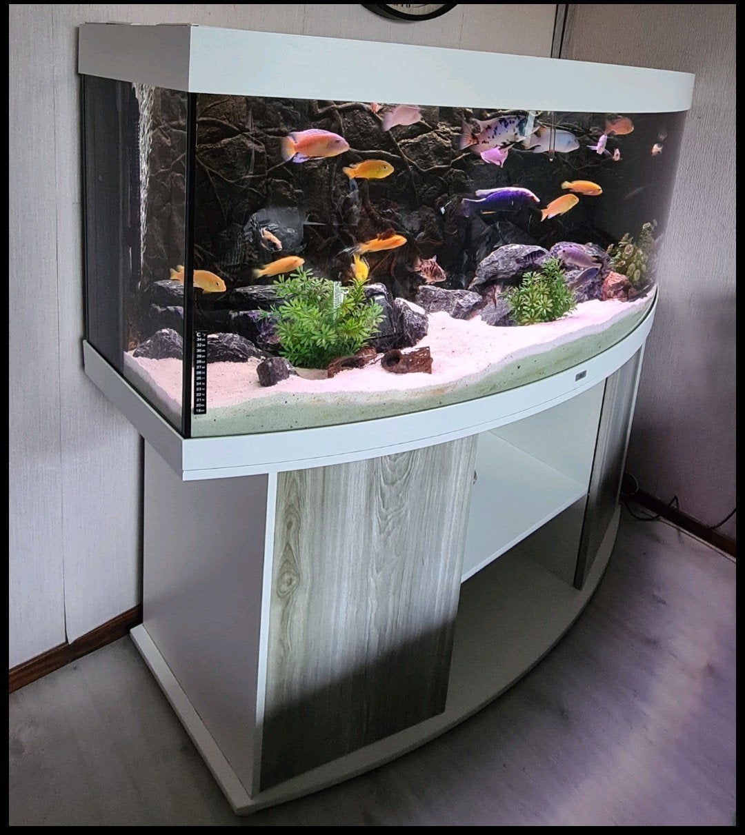 Juwel vision 450, wit 150 cm, Dieren en Toebehoren, Vissen | Aquaria en Toebehoren, Ophalen, Gebruikt, Gevuld zoetwateraquarium