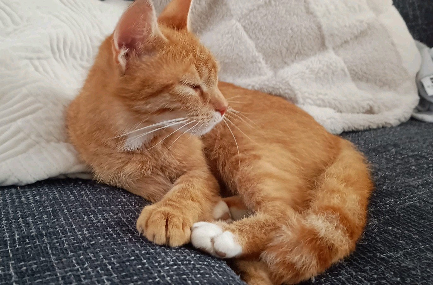 Rode poes zoekt en gouden mandje, Dieren en Toebehoren, Poes