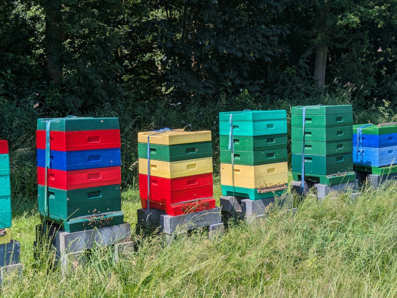 Carnica bijenvolk met F2 moer uit '26, Dieren en Toebehoren, Bijen