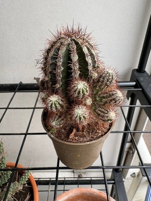 Mooie grote cluster cactus (Echinopsis) met veel uitlopers, Ophalen, Zomer, Overige soorten, Volle zon