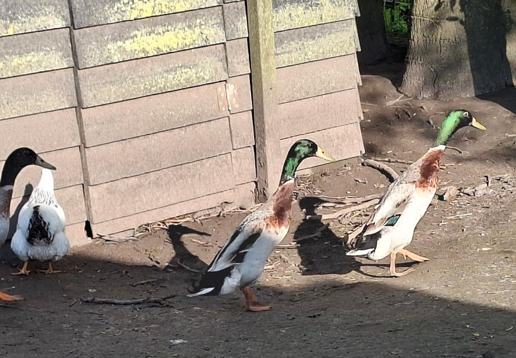 5 woerden te koop, Mannelijk, Eend